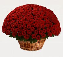 Премиум букет из: Розы в Усть-Бузулукской